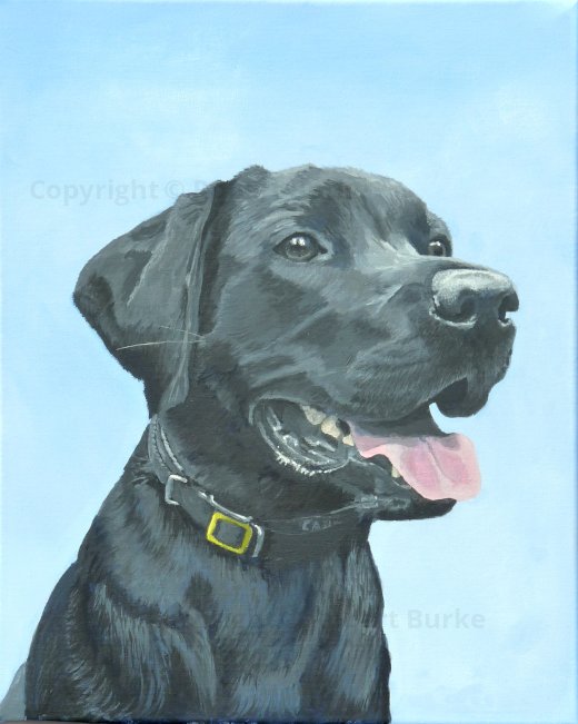 Robert Burke - Portraits & Art - Recent commissions of Storm the Black Labradore