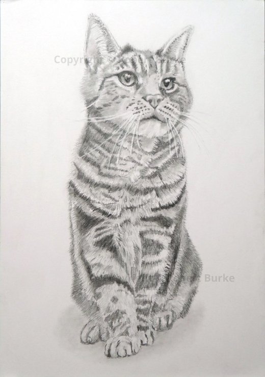 Robert Burke - Portraits & Art - Recent commissions of Toby the Cat