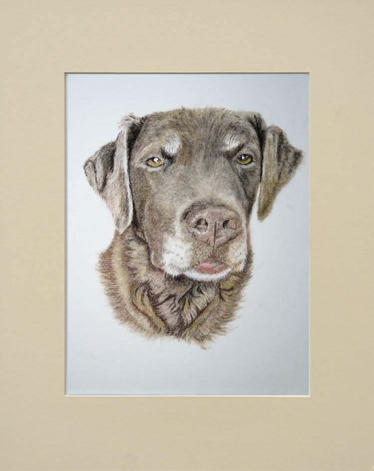Pet Portrate in soft pastels
