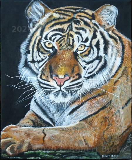 Tiger Portrait, Acrylic on Canvas by Robert Burke